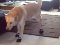 Dog wearing socks on carpet