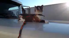 cat on car roof harness