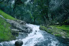 stream flowing through forest