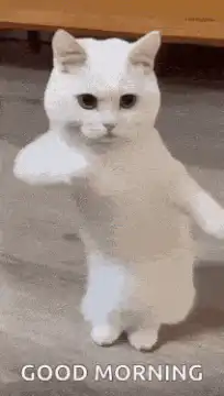 White cat dancing good morning