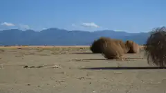 Tumbleweed rolling in desert