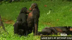 Chimpanzee grooming another