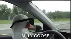 Silly Goose Driving Car