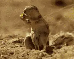squirrel eating corn