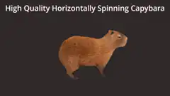 High Quality Horizontally Spinning Capybara