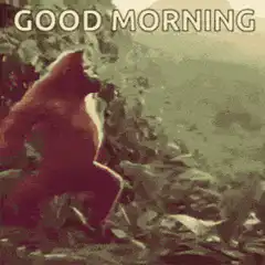 gorilla dancing good morning