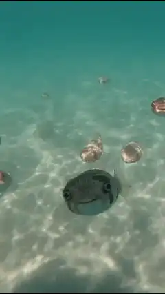 Smiling pufferfish underwater
