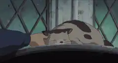 Hand touches sleeping cat, cat leaves