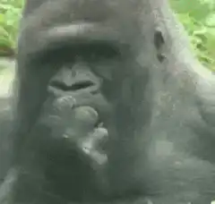 gorilla eating strawberry