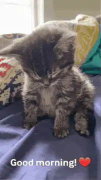 Sleepy kitten with good morning text