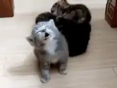 kitten falls over after meowing