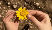 Hands picking petals off a yellow flower
