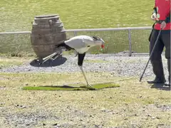 Secretary bird walking on grass