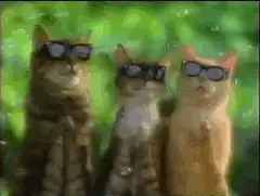 Three cats wearing sunglasses