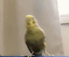 Yellow budgie dances next to blue budgie