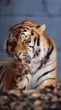 Tiger licking its paw