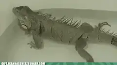 Iguana in a bathtub