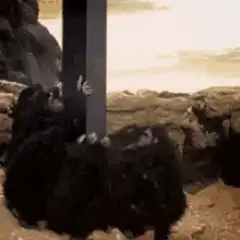 Two gorillas hugging a pole