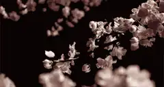 falling cherry blossom petals