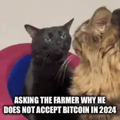Black Cat Asking Why No Bitcoin