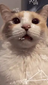 Confused cat with math equations