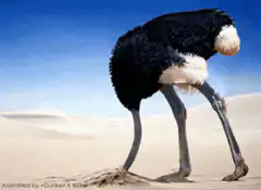 Ostrich burying head in sand