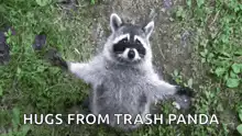 Raccoon offering hugs