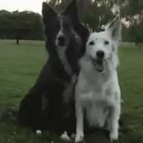 Black dog hugs white dog