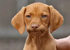 Sad puppy with mustache