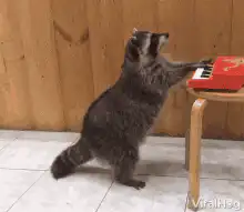 Raccoon playing toy keyboard