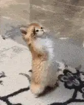 Cute kitten standing on hind legs