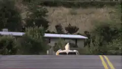 dog car driving down road