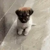 Cute puppy sitting on floor