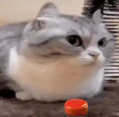 Cat presses button and explodes