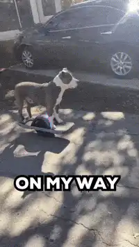 Dog riding a hoverboard