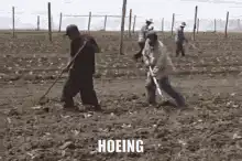 People hoeing a field