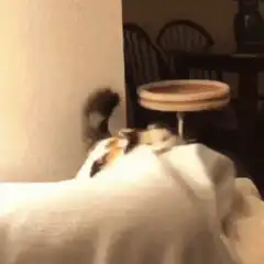 Calico cat sleeping on bed