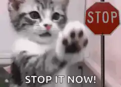 Kitten holding up paw next to stop sign