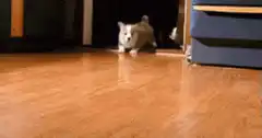 Corgi puppies running towards camera