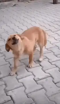 smiling dog on pavement