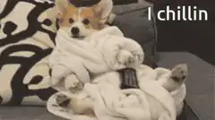 Corgi wrapped in blanket chillin