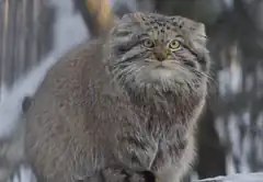 Fluffy Pallas's cat in snow