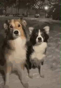 Three dogs stacking up in snow