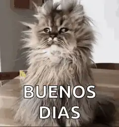 Fluffy Cat Good Morning