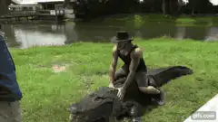 Man riding alligator falls off
