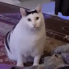 Surprised white and black cat