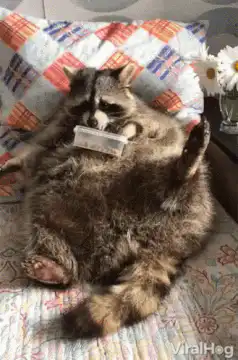 Raccoon sleeping with a pill bottle on its belly