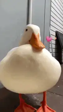 Hand petting a white duck