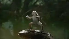 frog dancing on log