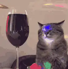 Cat enjoying wine and disco lights